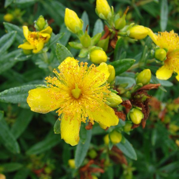 First Editions® Cobalt-n-Gold™ St. John's Wort