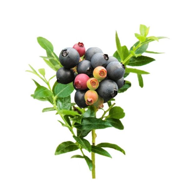 Bushel and Berry® Blueberry Glaze® Blueberry Bush