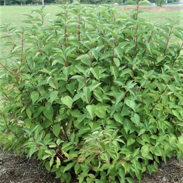 Arctic Fire® Dogwood