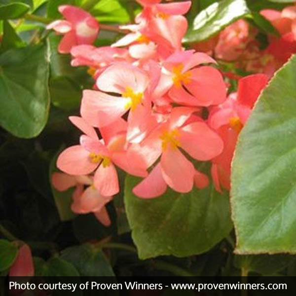 Dragon Wing® Pink Begonia
