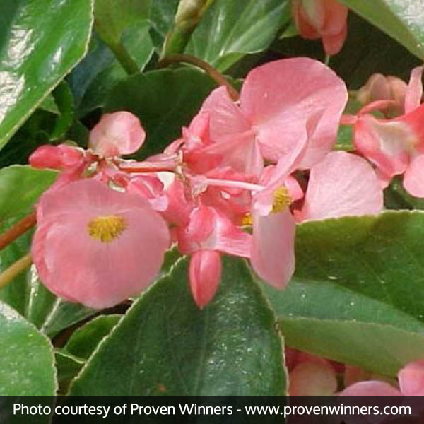 Dragon Wing® Pink Begonia