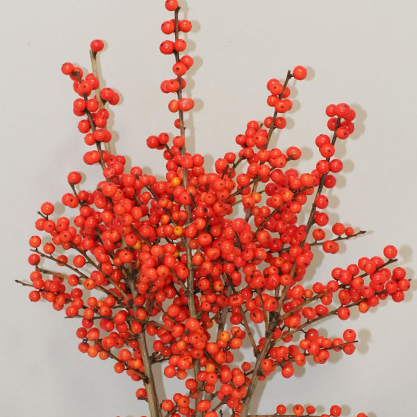 Magical® Showtime Winterberry Holly