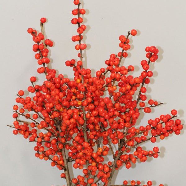 Magical® Showtime Winterberry Holly
