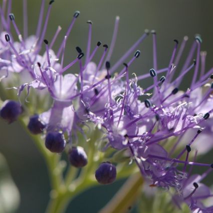 Arthur J. Simmonds Bluebeard