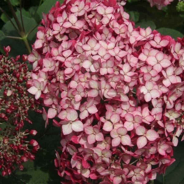 Invincibelle® Ruby Hydrangea