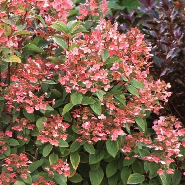 Quick Fire® Panicle Hydrangea