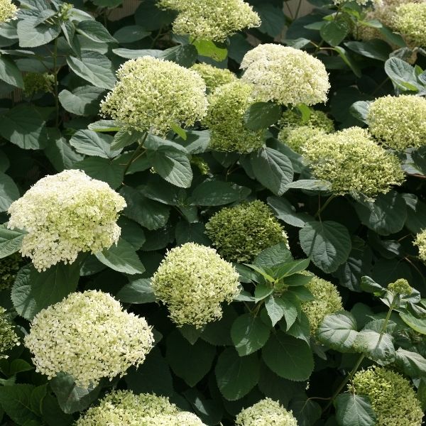 Lime Rickey® Smooth Hydrangea