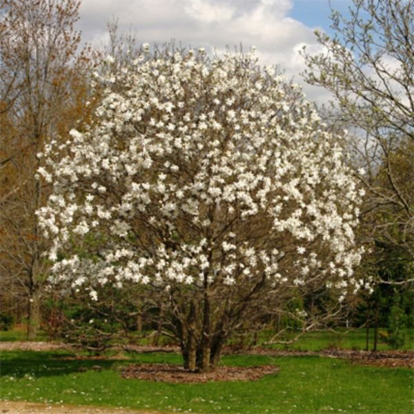 Royal Star Magnolia Shrub