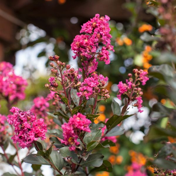 First Editions® Plum Magic Crapemyrtle Shrub