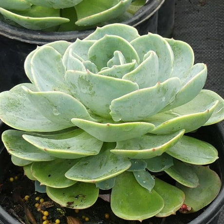 Echeveria Elegans