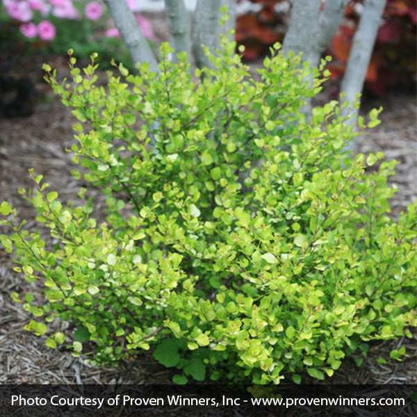 Proven Winners® Cesky Gold® Dwarf Birch
