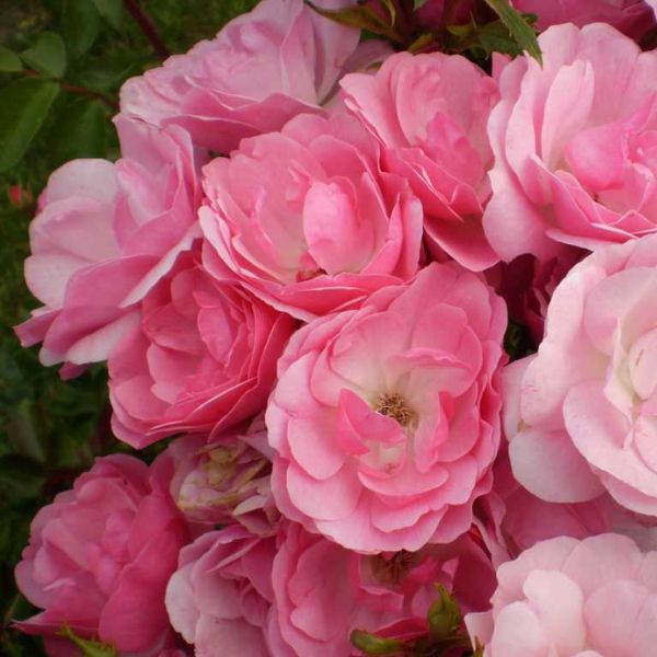 Easy Elegance® Pinktopia Rose