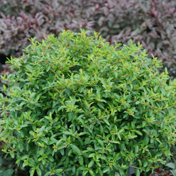 Juke Box? Pyracomeles