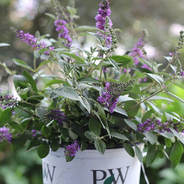 Proven Winners® ColorChoice® Lo & Behold® Blue Chip Jr. Butterfly Bush