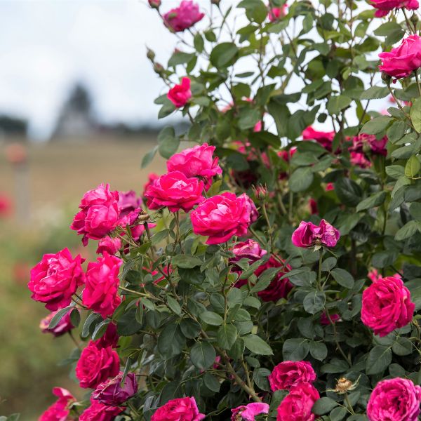 Easy Elegance® My Girl Rose