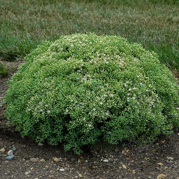 Rock 'N Round™ Bundle of Joy Sedum
