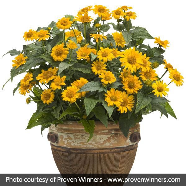 Tuscan Sun Sunflower