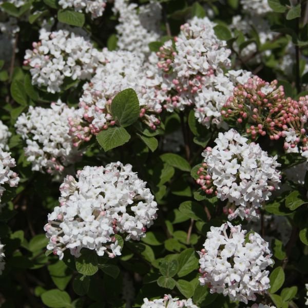 Spice Island™ Korean Spice Viburnum