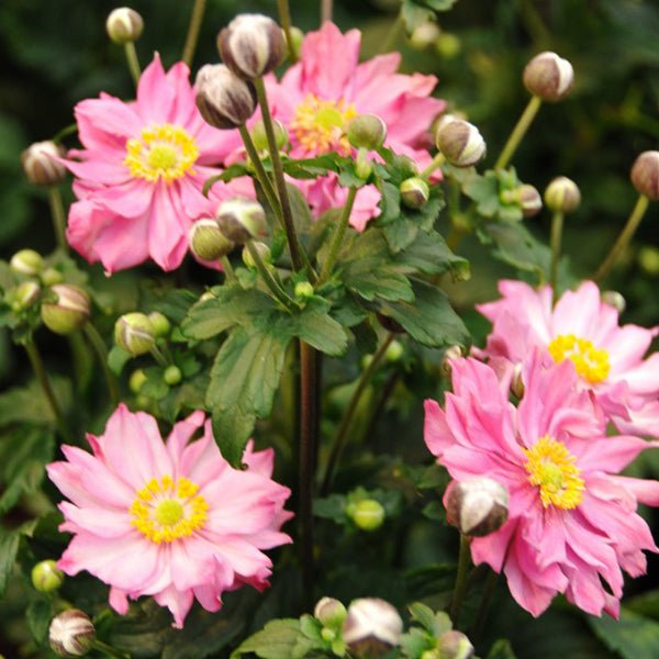 Fantasy™ Pocahontas Anemone