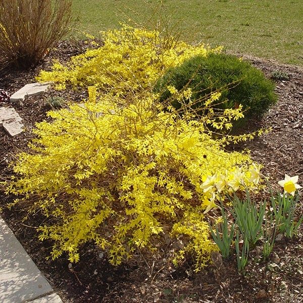 Gold Tide® Forsythia