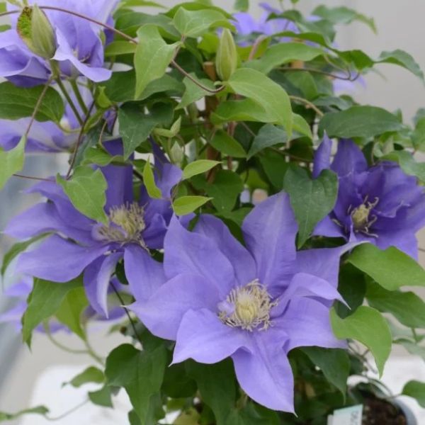 Boulevard® Olympia™ Clematis