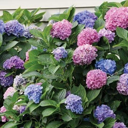 LA Dreamin'® Hydrangea