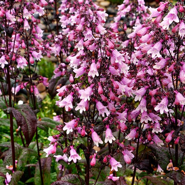 DAKOTA™ Verde Penstemon