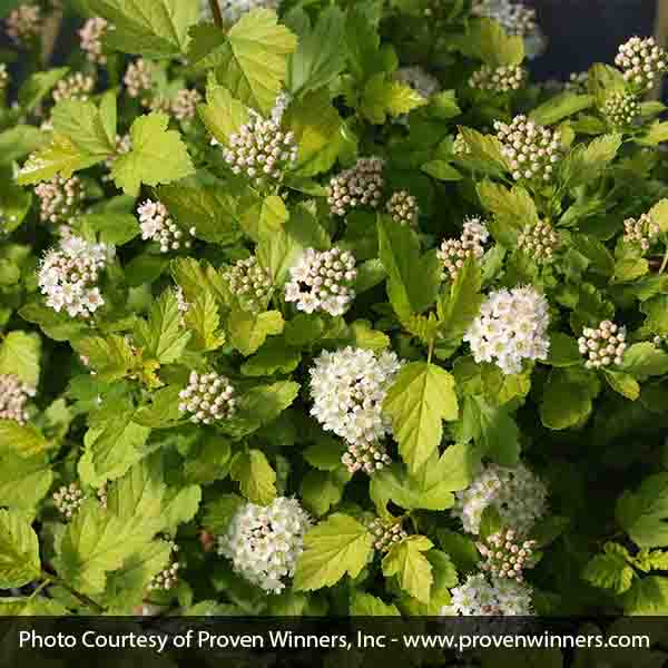 Tiny Wine® Gold Ninebark