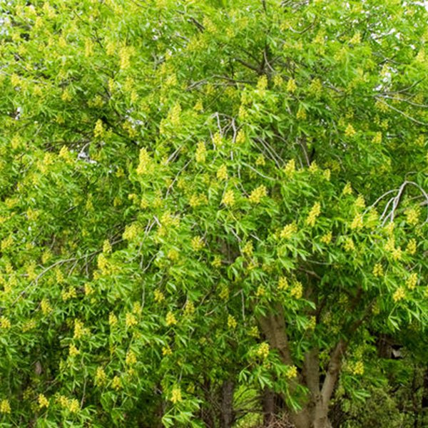 Ohio Buckeye canopy covered in upright creamy-yellow flower panicles in spring