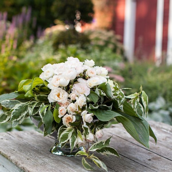 Easy Elegance® Champagne Wishes Rose