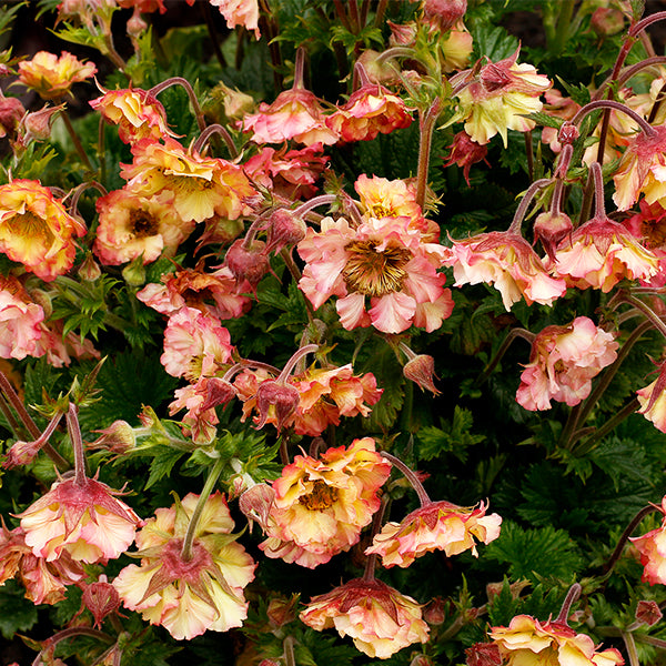 PRETTICOATS™ Peach Geum