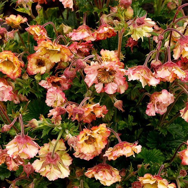 PRETTICOATS™ Peach Geum