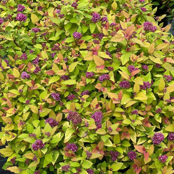Proven Winners® Double Play Dolly® Spirea
