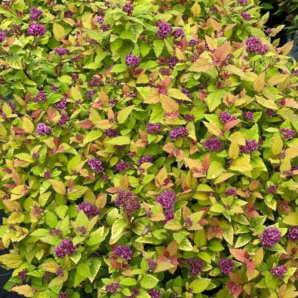 Proven Winners® Double Play Dolly® Spirea