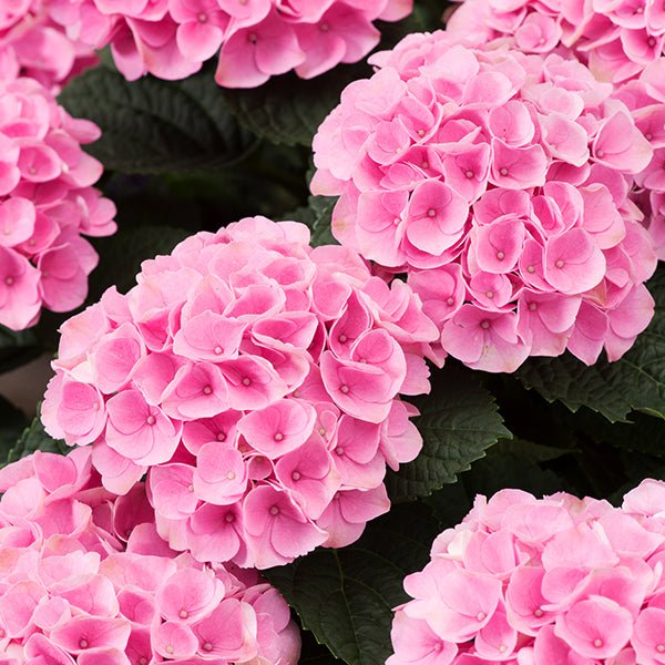 Elizabeth Ashley Hydrangea