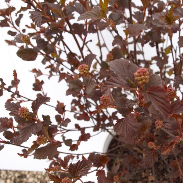 Summer Wine® Ninebark