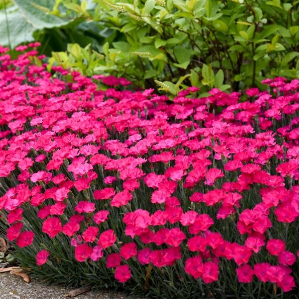 Proven Winners® ColorChoice® Paint The Town Magenta Dianthus
