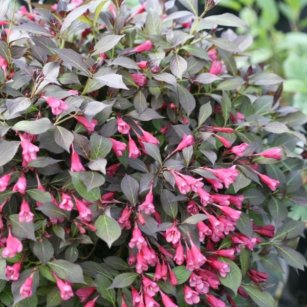 Midnight Wine Shine® Weigela