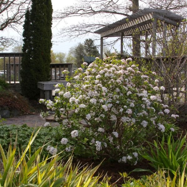 Proven Winners® ColorChoice® Sugar N' Spice™ Korean Spice Viburnum