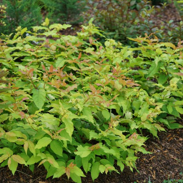 Proven Winners® Kodiak Fresh® Bush Honeysuckle