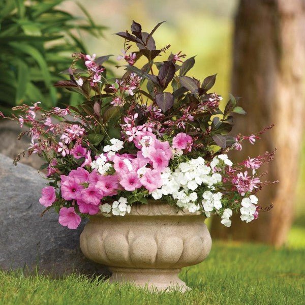 Wine & Roses® Weigela