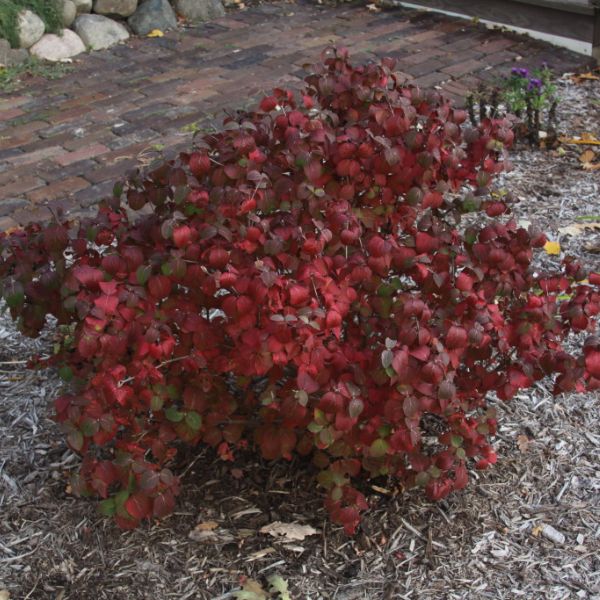Proven Winners® ColorChoice® Sugar N' Spice™ Korean Spice Viburnum