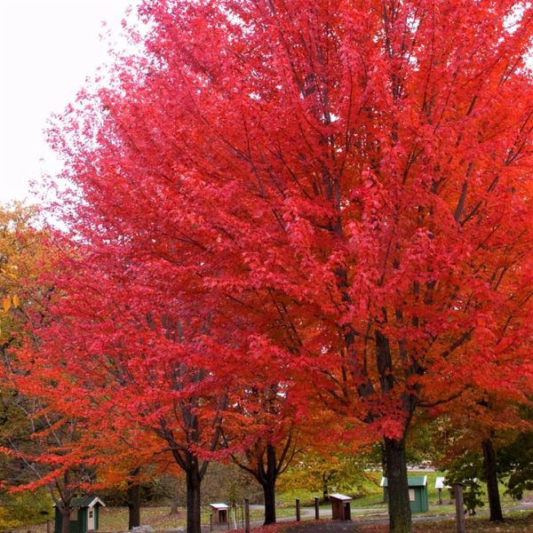 Autumn Blaze® Maple
