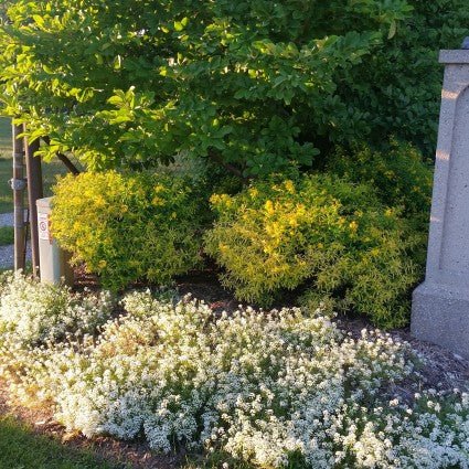 Sunny Boulevard? St. John's Wort
