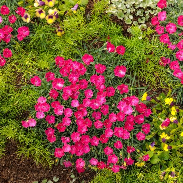 Proven Winners® ColorChoice® Paint The Town Magenta Dianthus