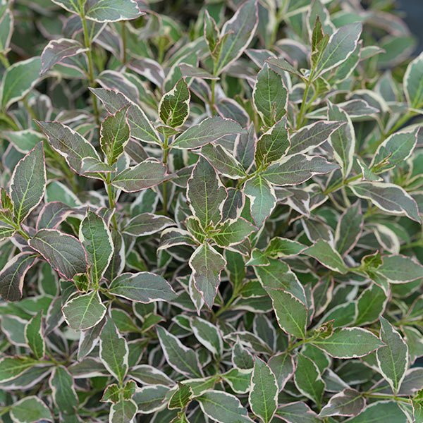 My Monet Purple Effect® Weigela