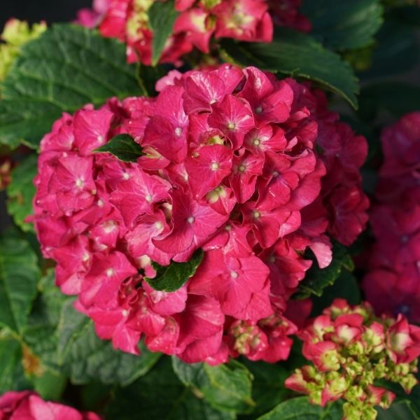 Proven Winners® Wee Bit Grumpy® Hydrangea