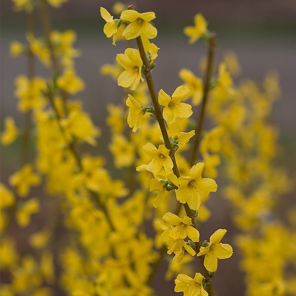 Show Off® Forsythia