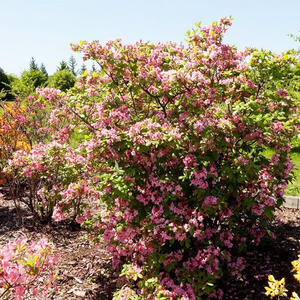 Electric Lights™ Double Pink Azalea