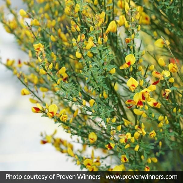 Sister Disco® Scotch Broom